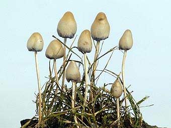 
В Нидерландах полностью запретили галлюциногенные грибы
