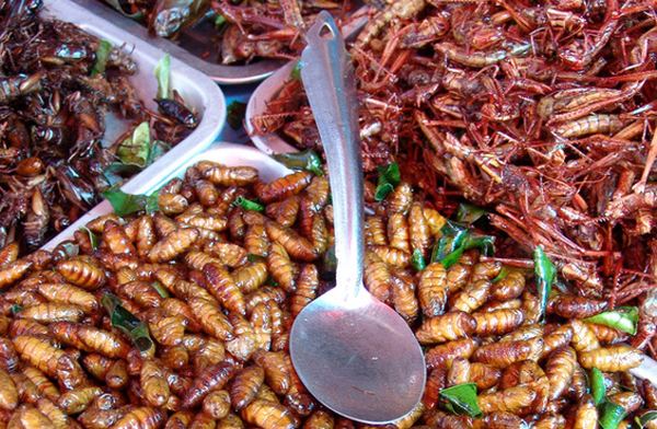 
Изучение пищевой ценности насекомых
