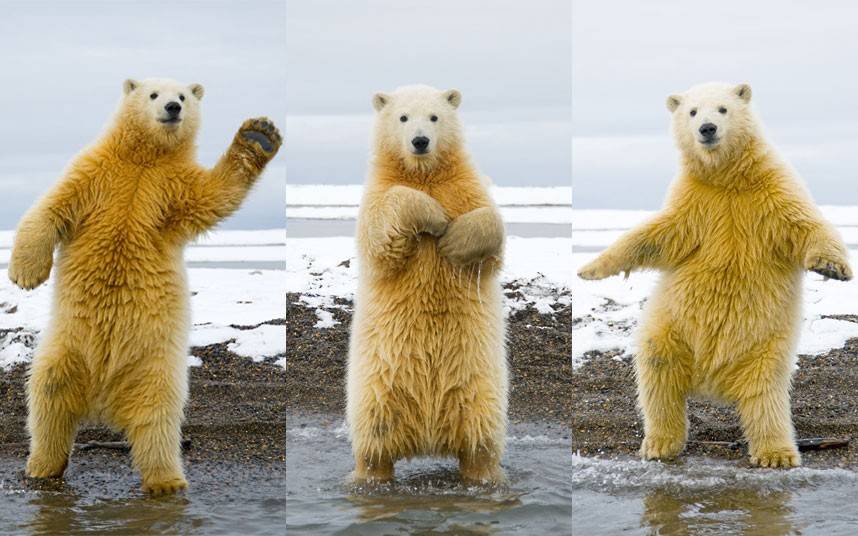 
Международный день полярного медведя
