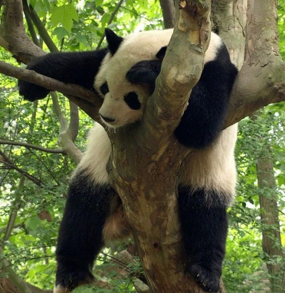 
Работа не панда, в бамбуковую рощу не уйдет.
