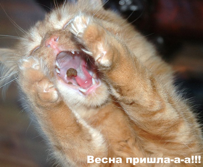 
День кошек в России
