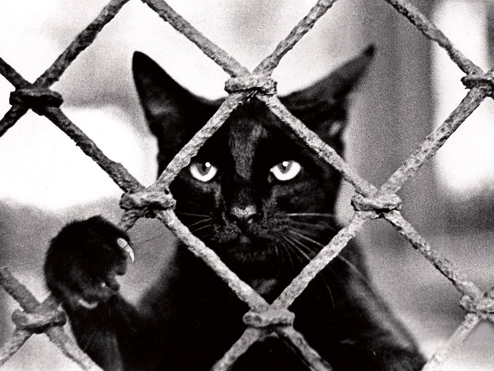 
День защиты черных котов
