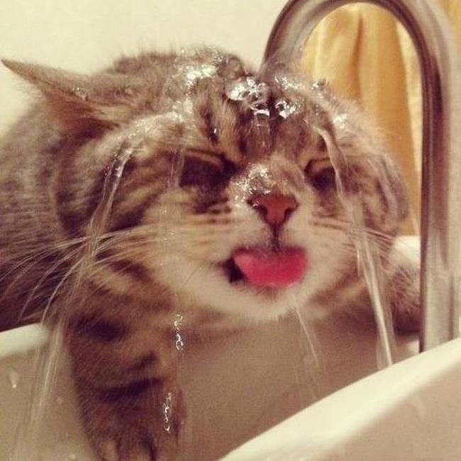 
Большинство котов не любит воду, но только не в понедельник
