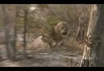 Атака льва